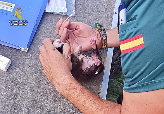 Un investigado por abandonar a ocho cachorros de perro en el cauce de un arroyo de Valverde de la Vera