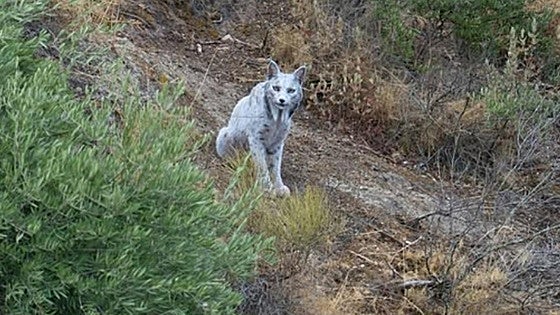 Un fotógrafo capta por primera vez un lince ibérico blanco en España: las impresionantes imágenes