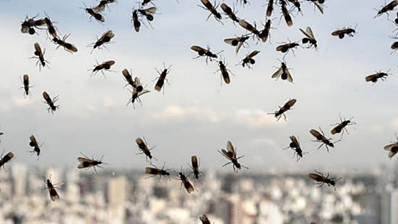 Llega la invasión de las hormigas voladoras a Extremadura: así puedes prevenirla