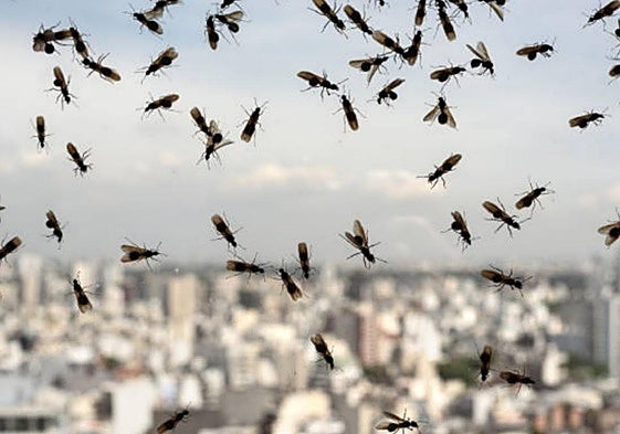 Llega la invasión de las hormigas voladoras a Extremadura: así puedes prevenirla