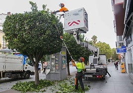 Poda de naranjos en la Puerta de la Villa.