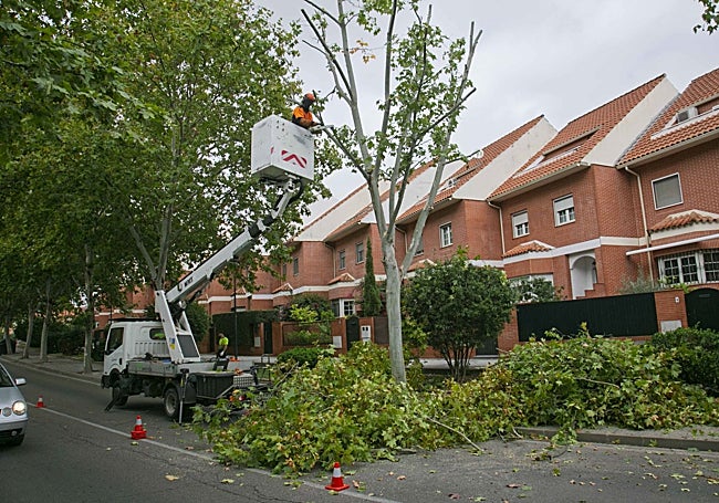 Actuación en plataneros de la calle Ronda de los Eméritos.