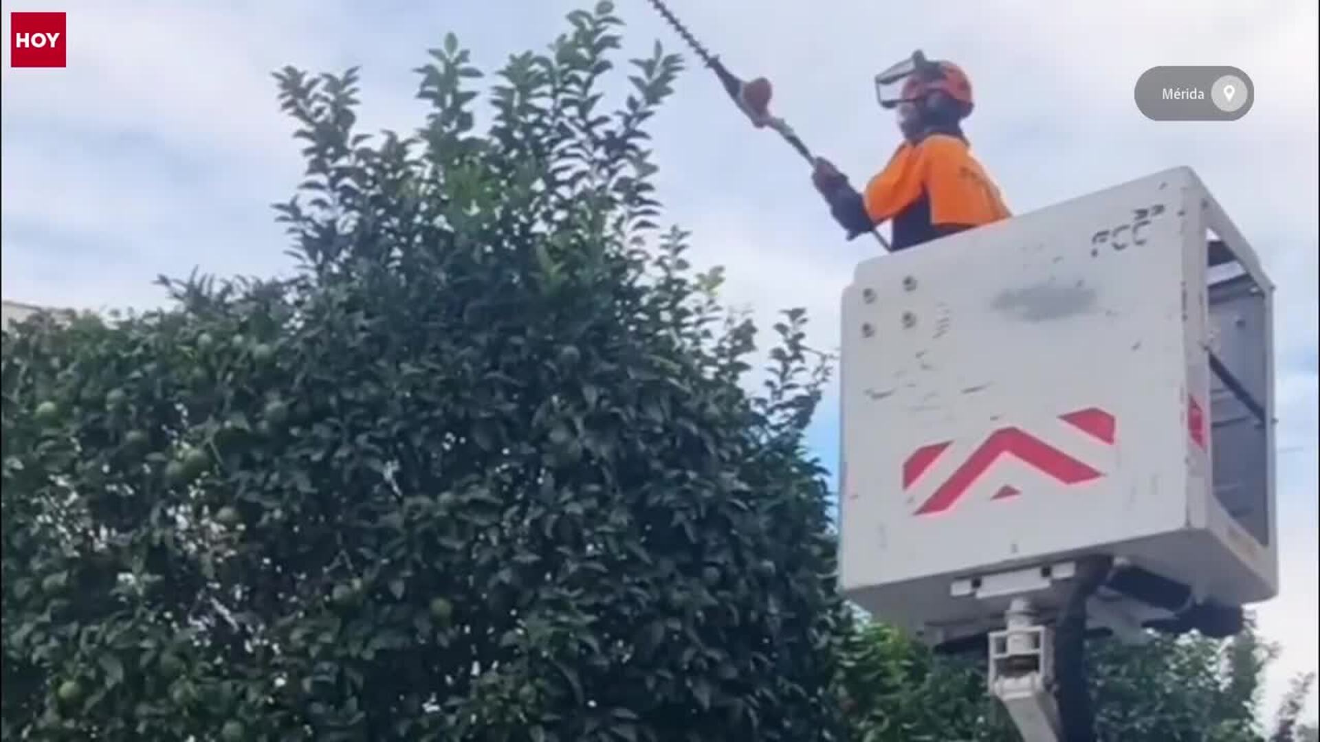 La campaña de poda de arbolado se intensifica con la llegada de noviembre