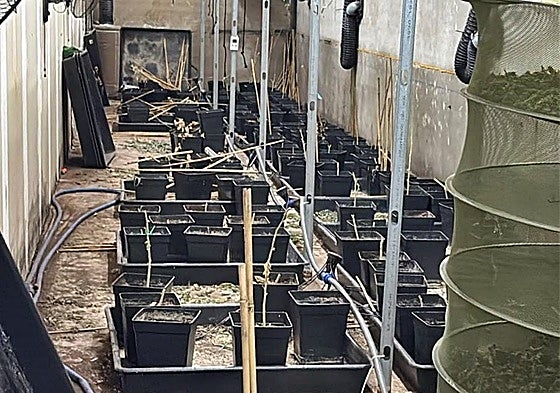 Dos detenidos por cultivar marihuana en una nave de Almendralejo con enganches ilegales a la red