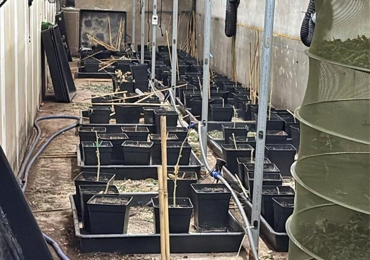 Dos detenidos por cultivar marihuana en una nave de Almendralejo con enganches ilegales a la red
