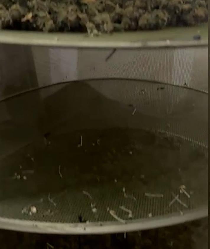 Imagen secundaria 2 - Dos detenidos por cultivar marihuana en una nave de Almendralejo con enganches ilegales a la red