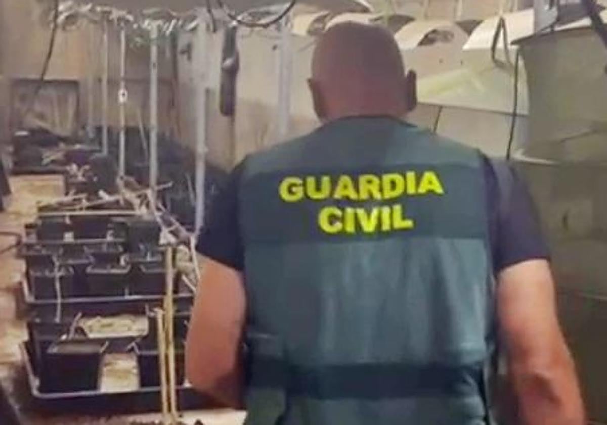Imagen principal - Dos detenidos por cultivar marihuana en una nave de Almendralejo con enganches ilegales a la red