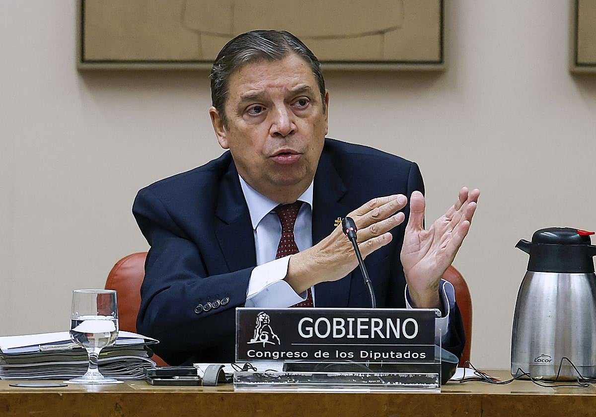 Premio para los mejores aceites de oliva virgen extra 2025-2026