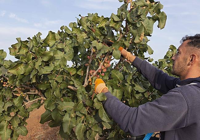Alejandro coge pistachos en la finca de la empresa Raízex en La Morera, a mitad del pasado mes de octubre.