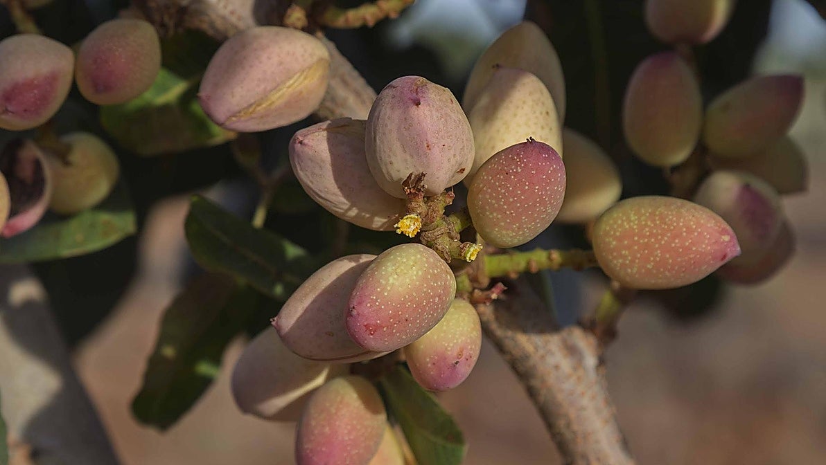 El pistacho, un cultivo de moda en Extremadura