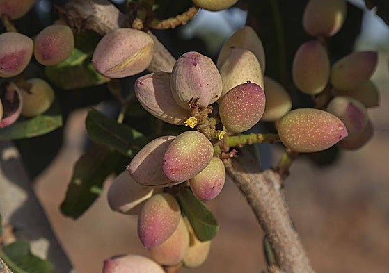 El pistacho, un fruto en expansión en Extremadura.