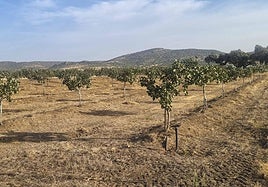 Plantación de pistachos en la finca municipal de Las Navas, en La Morera.