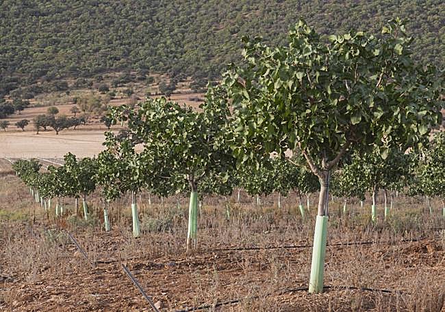 Árboles en la finca Los Bohonales, de La Morera. Son los de la primera plantación, de 12 hectáreas.