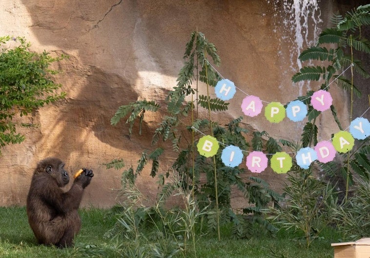 Ekan, el primer gorila andaluz, celebra su quinto cumpleaños con una entrañable fiesta