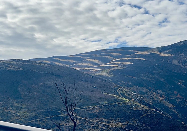 Paja en la cima del puerto de Honduras depositada a través de la técnica 'helimulching'.