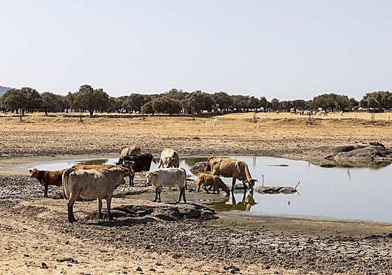Vacas en el abrevadero público de Oliva de Plasencia para beber.