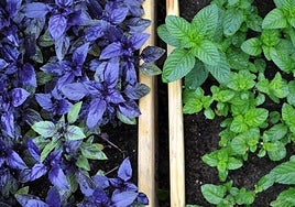 La superficie agrícola ecológica alcanza las 96.000 hectáreas en la región