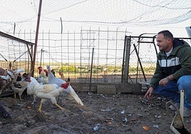 El veterinario y ganadero José Antonio Peña Morillo ya tiene preparado su gallinero en Castuera.