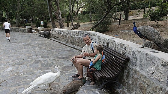 Plasencia estudia confinar las aves del parque de Los Pinos ante la amenaza de gripe aviar