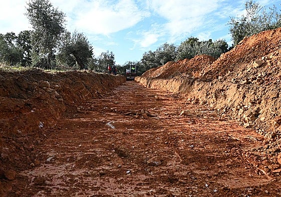 Uno de los olivares excavados en Puebla de Alcocer en busca de la 'fosa de los valencianos'.