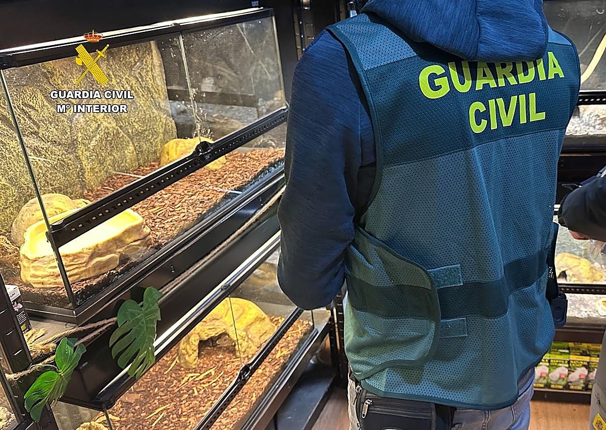 Imagen secundaria 1 - Intervienen casi 500 animales exóticos protegidos en un falso refugio de Ávila, algunos procedentes de Badajoz