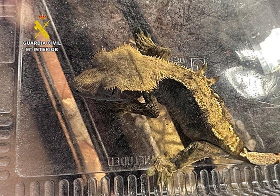 Intervienen casi 500 animales exóticos protegidos en un falso refugio de Ávila, algunos procedentes de Badajoz