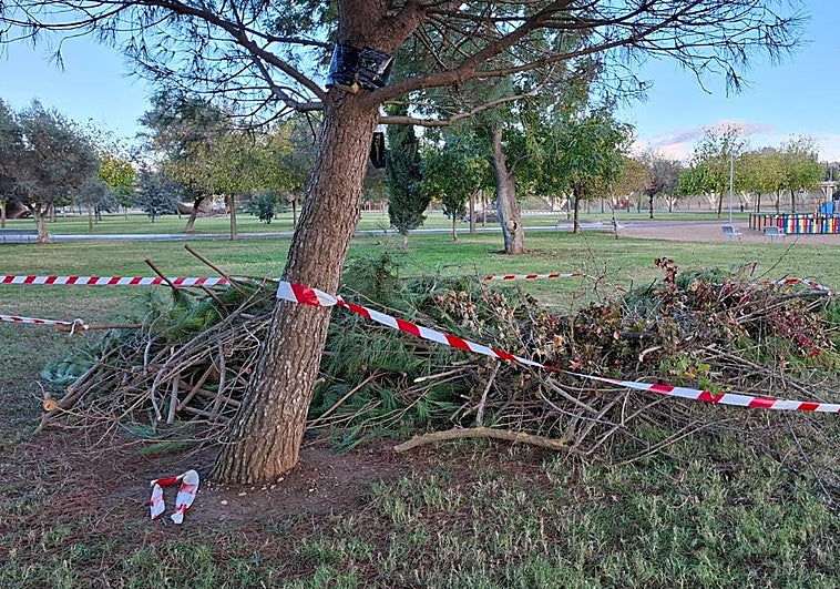 La borrasca Claudia derriba catorce árboles en Badajoz