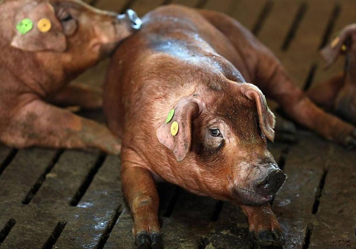 El Censyra subastará en diciembre varios lotes de ganado porcino