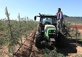 El Gobierno niega las ayudas de 370 millones fijadas por ley al olivar y al viñedo