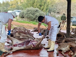 Extremadura aprueba un nuevo decreto para reforzar el control sanitario de las piezas de caza