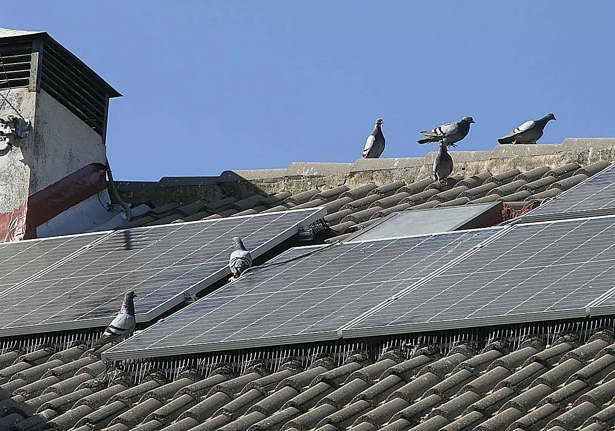 Palomas en un tejado de un edificio de viviendas en Mérida.