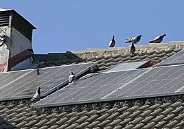 Palomas en un tejado de un edificio de viviendas en Mérida.