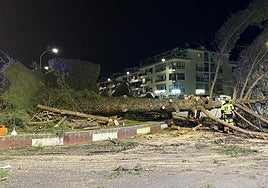 Los bomberos tratan de retirar el árbol, una vez liberado el coche que quedó atrapado.