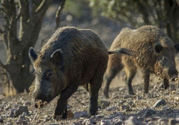 La peste porcina alerta a Extremadura pero la Junta recuerda que solo hay focos en una zona de Cataluña