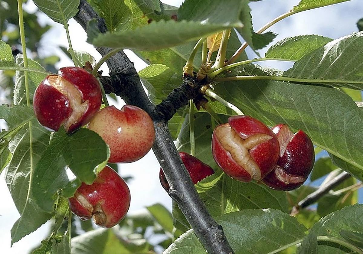 La Unión protestará en Cabezuela para pedir las ayudas a cereceros por la lluvia