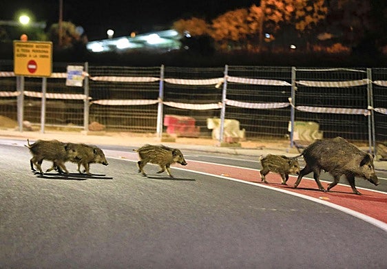 Jabalíes en el casco urbano de la ciudad de Cáceres hace cinco años
