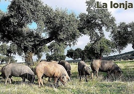 Lonja agropecuaria del jueves, 4 de diciembre