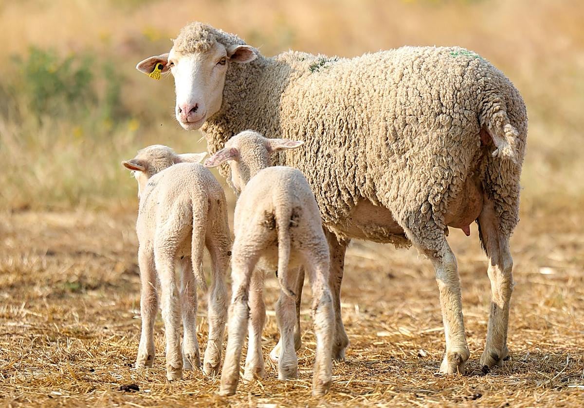 El ejército ganadero