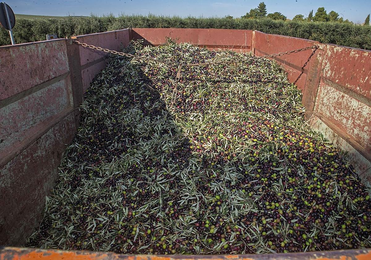 Aceitunas para molturar en la cooperativa Nuestra Señora de Perales, de Arroyo de San Serván.