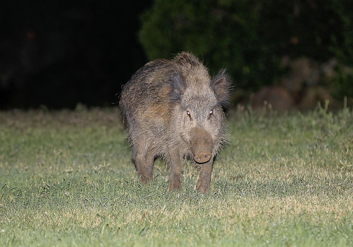 Un jabalí en una rotonda de Cáceres.