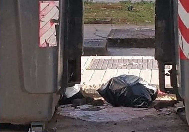 El Ayuntamiento de Badajoz asegura que está controlada la población de ratas