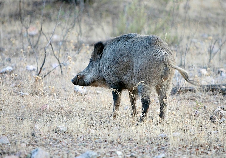 La Junta amplía los periodos permitidos y las comarcas para cazar jabalíes en la región