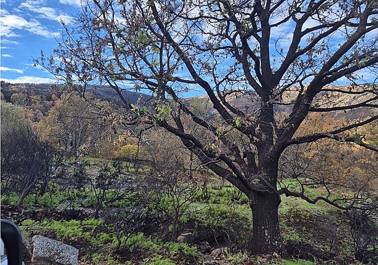 Todas las zonas quemadas por los incendios en Extremadura de este verano tienen ya brotes verdes
