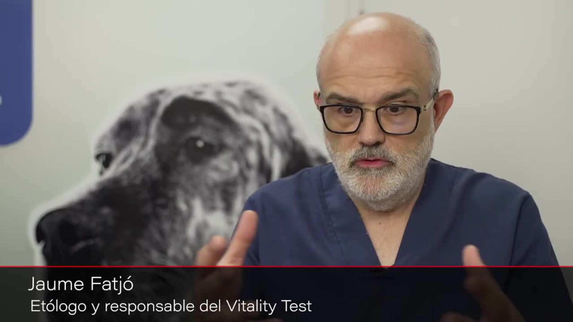 Lanzan una nueva herramienta digital para mejorar la calidad de vida de perros senior