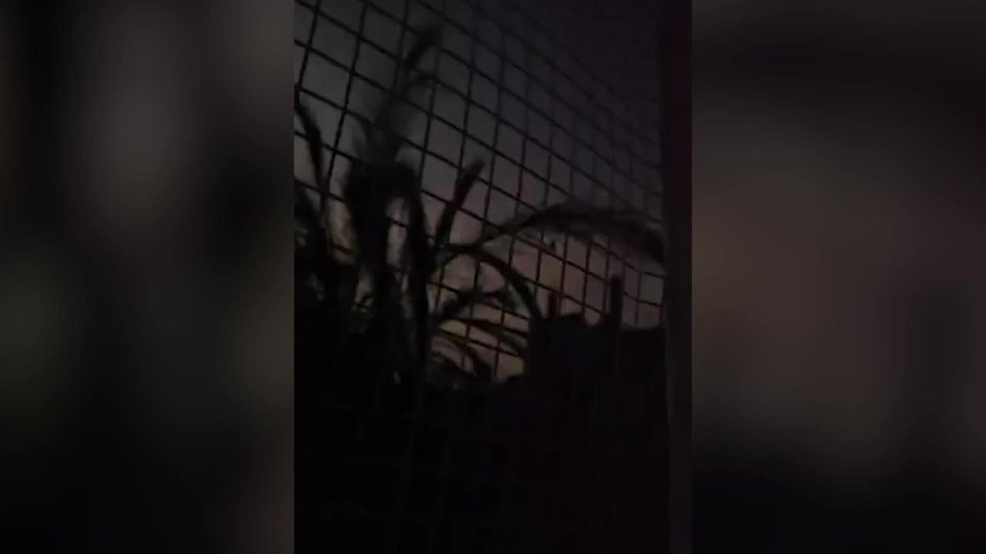 Israel mata al destacado periodista Anas al Sharif y a otros cinco reporteros