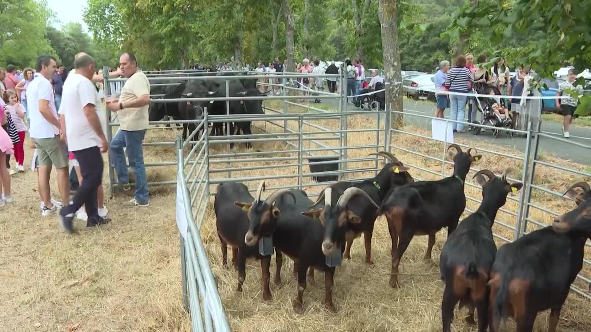 La Feria tradicional de Angosto (Álava) congrega a miles de personas en su XXXII edición