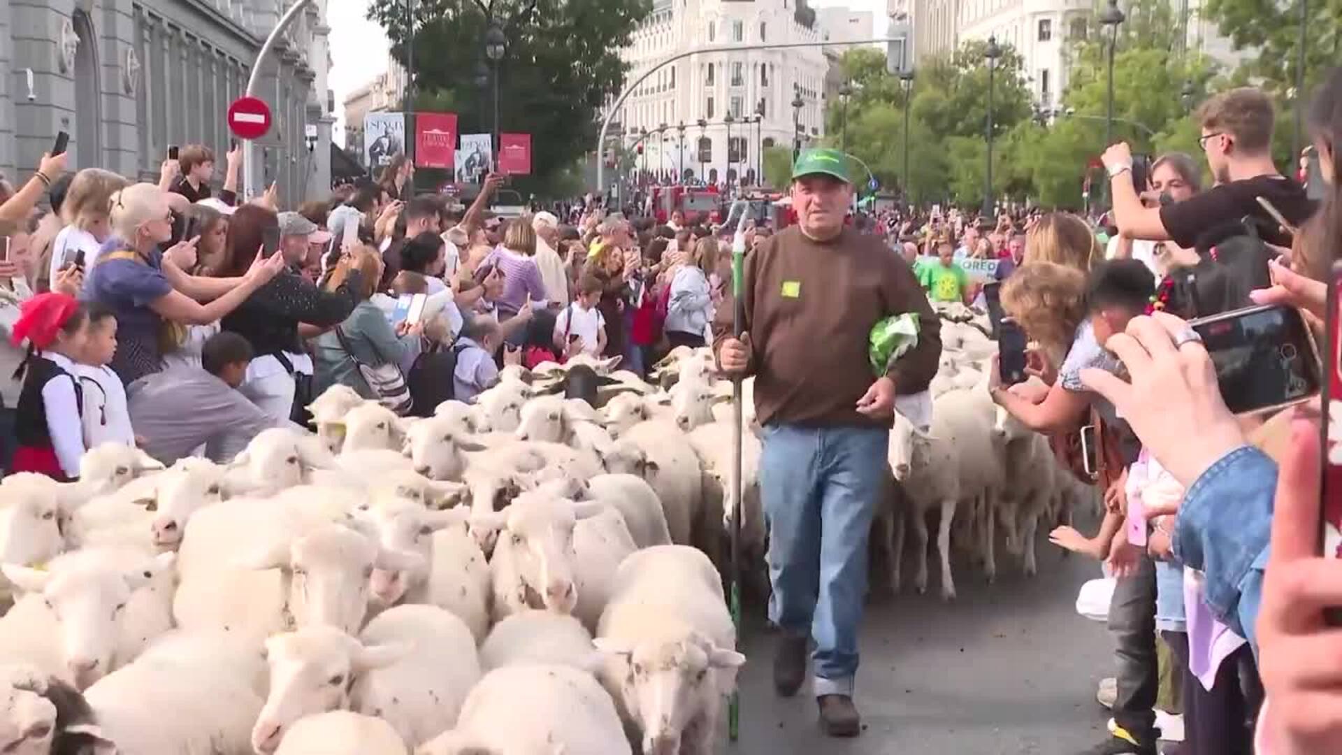 Rebaños de ovejas toman el corazón de Madrid con la Fiesta de Trashumancia