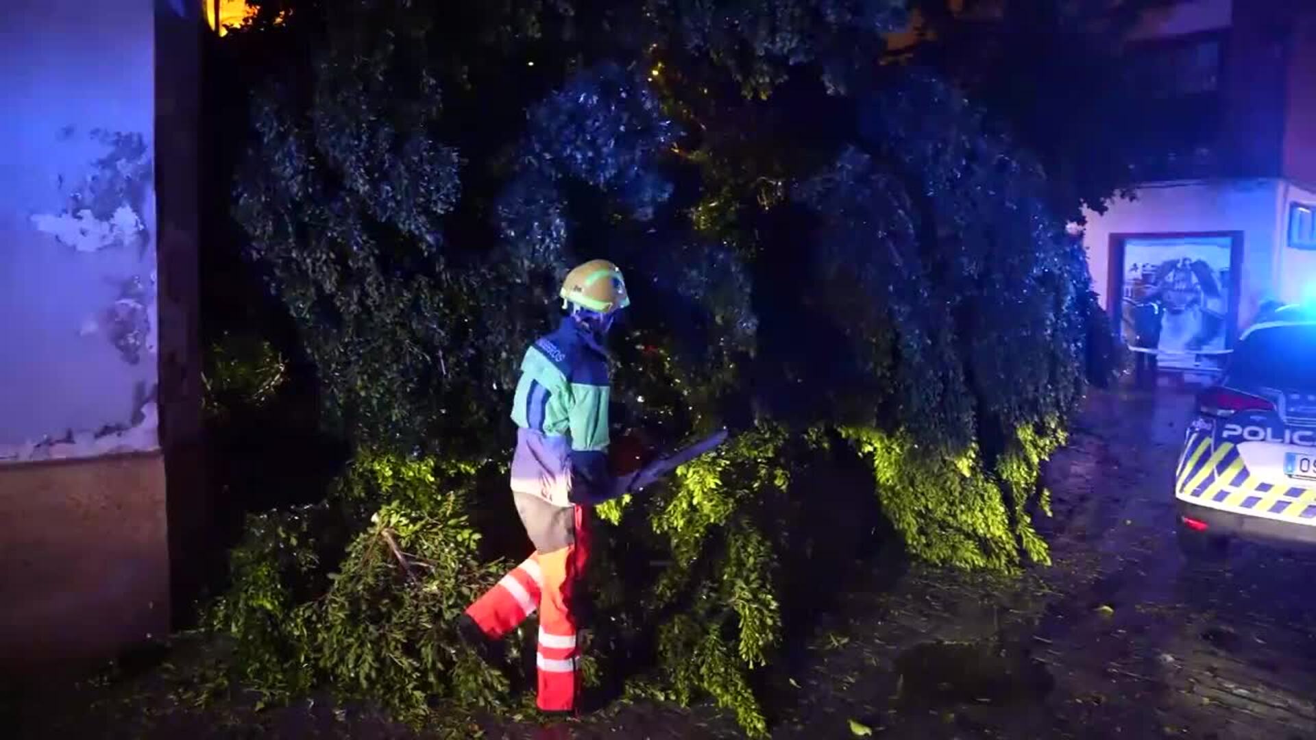 Un rayo parte un ficus por la mitad en Sevilla sin causar daños personales