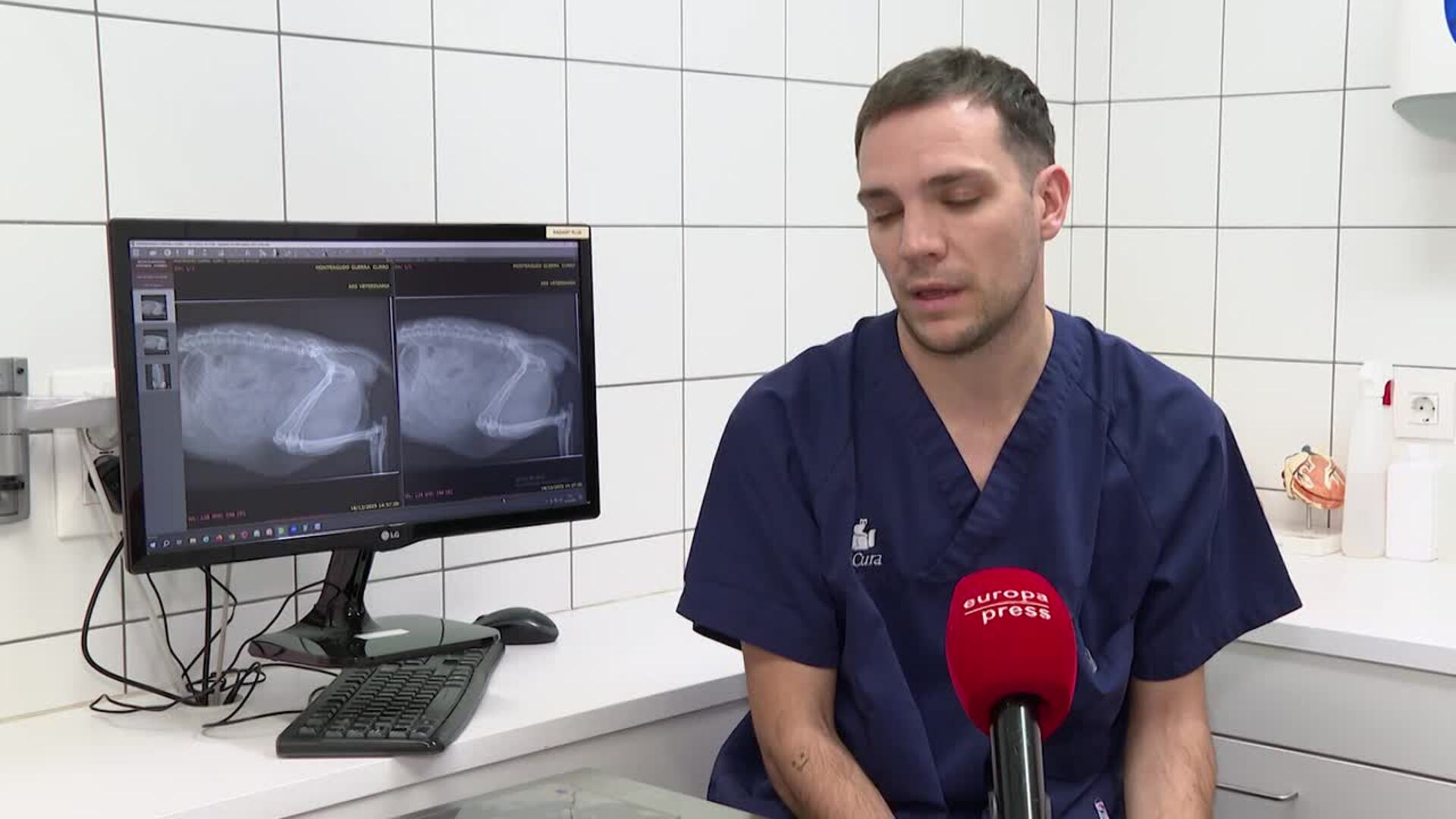 Juguetes, huesos, chocolate y uvas provocan la mayoría de urgencias veterinarias navideñas