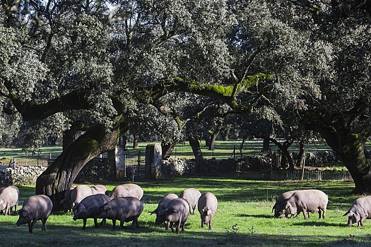Una montanera soñada por los productores de ibérico
